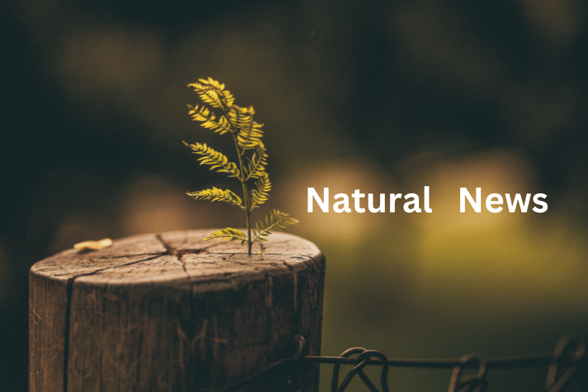 NaturalNews.com: A Leading Voice in Alternative Health