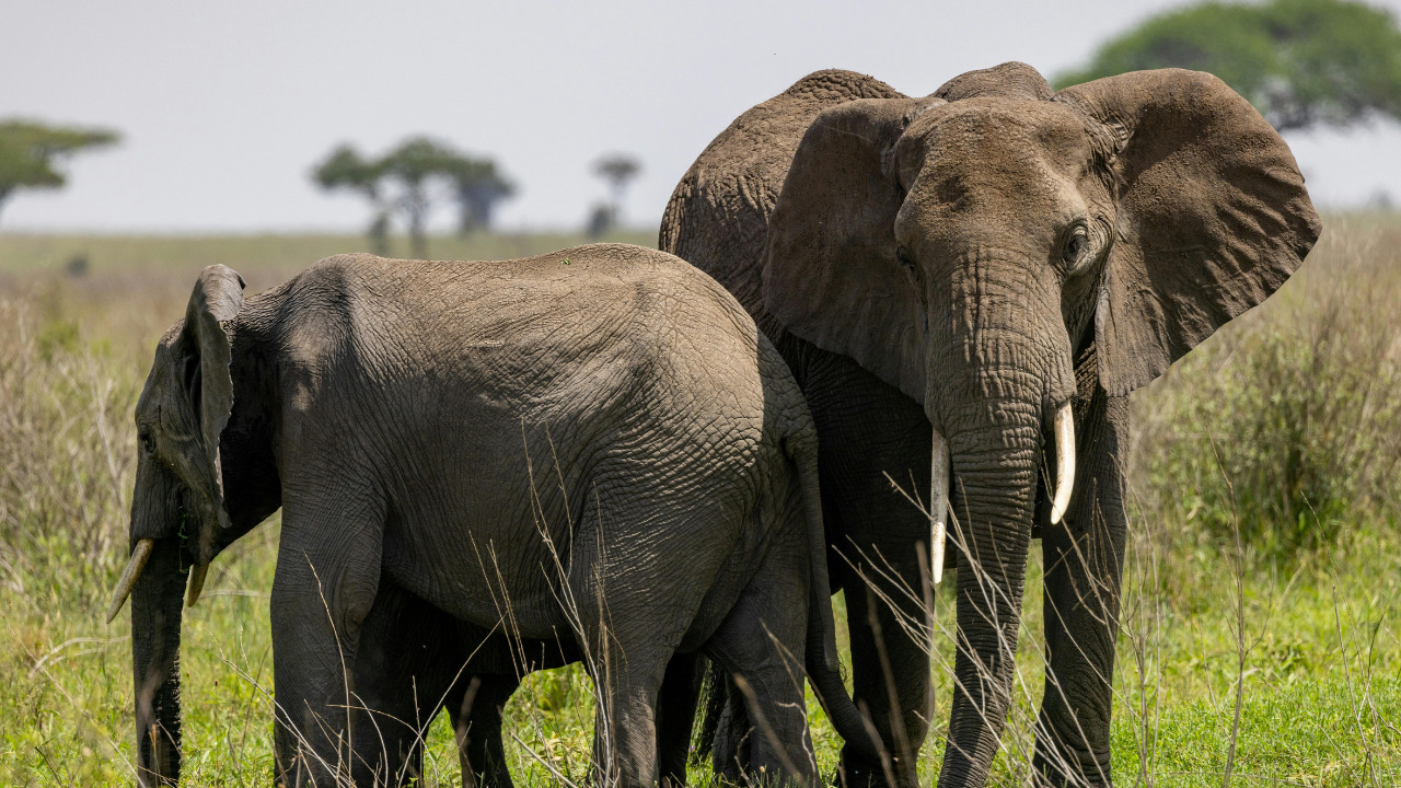 Elephant Calves: The Most Adorable Nature’s Creatures